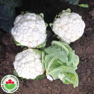Adona Organic Cauliflower Thumbnail